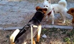 三个狗吃瓜,趣味横生话家常