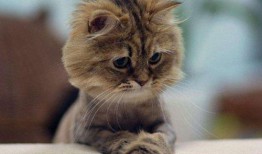 小猫吃瓜爆料视频,萌态可掬萌翻网友