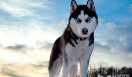 哈士奇吃瓜视频大全,萌态百出，笑料连连！