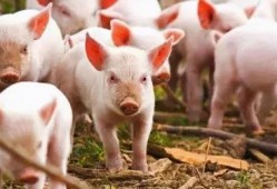 小猪吃瓜日本兔子岛