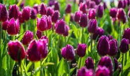 青秀山吃瓜,消暑解馋的绿色之旅