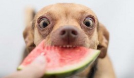 狗狗可以吃鲜瓜吗,安全与禁忌揭秘