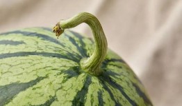 雨燕吃瓜,空中捕食者的瓜田盛宴
