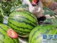 东方御景吃瓜,吃瓜群众揭秘豪宅风云