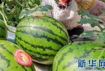 东方御景吃瓜,吃瓜群众揭秘豪宅风云