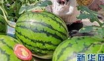 东方御景吃瓜,吃瓜群众揭秘豪宅风云