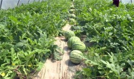 宣城最新吃瓜事件视频