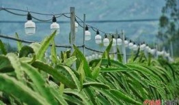 18度吃瓜北纬,探寻瓜果飘香的秘密之旅