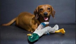 狗狗可以吃鲜瓜吗,安全与禁忌揭秘