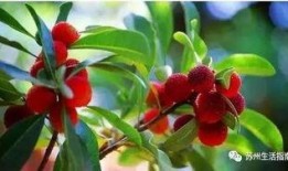 吃杨梅后可以吃秋瓜吗,食用搭配的适宜性探讨