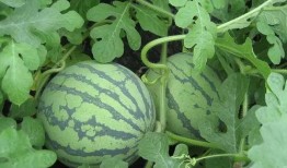 平时吃瓜没事浇花玫瑰,花间诗意——吃瓜浇花，生活如玫瑰绽放