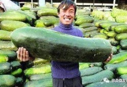 怎么让不爱吃瓜的人吃瓜,揭秘瓜类美食的魅力