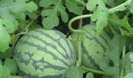 孕妇可以吃树胶瓜吗,树胶瓜的营养与安全指南