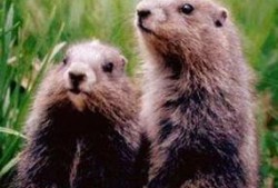老鼠吃贝贝瓜吗