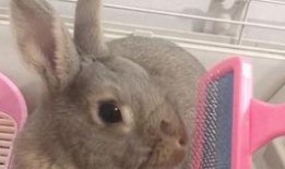 兔子可以吃私瓜吗