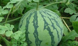 西瓜地吃瓜,一场别开生面的吃瓜盛宴