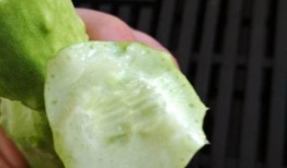 晚上吃白玉瓜,营养美味，健康养生新选择