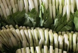 大连主播吃瓜,趣味横生直播瞬间