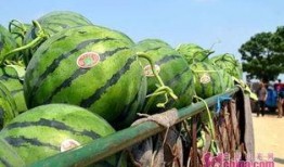 武陟特色吃瓜地点,探寻特色吃瓜胜地攻略