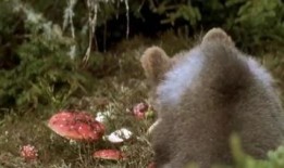 吃瓜小熊中毒视频,惊险一幕引关注