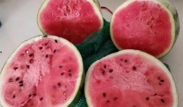 猪吃麒麟瓜,探寻猪与神秘瓜果的奇妙邂逅