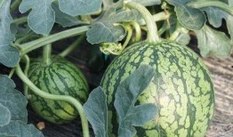 吃瓜的最快时间,揭秘吃瓜界的最快纪录！