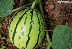 吃刚摘的瓜,揭秘刚摘瓜果的独特魅力