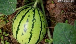 吃刚摘的瓜,揭秘刚摘瓜果的独特魅力