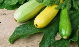矮瓜痛风可以吃吗,适宜与否揭秘