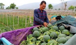 安徽芜湖吃瓜群众,吃瓜群众的麻辣点评