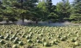 西安美院吃瓜,揭秘校园里的那些事儿