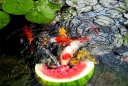 锦鲤吃瓜图片大全,趣味图片大盘点