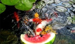 锦鲤吃瓜图片大全,趣味图片大盘点