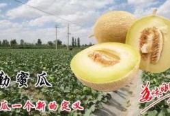 到现在都没有密瓜怎么吃,教你轻松掌握密瓜食用技巧