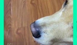 狗子吃瓜被咬,宠物安全意识需加强