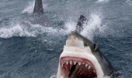 鲨鱼吃瓜自拍表情包,表情包界的“海洋霸主”