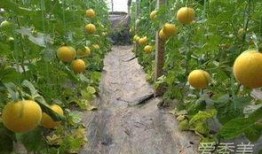 婴儿吃伊丽莎白瓜吗,营养与安全指南