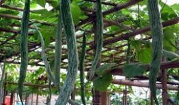 吃蛇瓜的剧,探寻神秘食材的传奇滋味