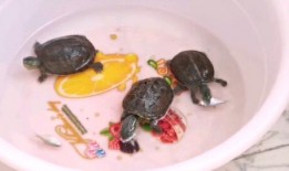 鳑鲏吃瓜么,它们真的会吃瓜吗？