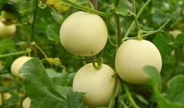 甜福瓜怎么吃,解锁美味新体验