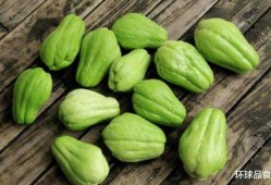 洋瓜哪里可以吃,从田间到餐桌的味蕾之旅