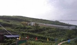 洋县吃瓜事件始末,一场网络热议背后的真相与反思