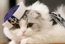 蜜汁猫裘吃瓜,揭秘吃瓜背后的娱乐江湖