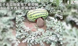 直接到瓜田吃瓜,尽享夏日清凉美味