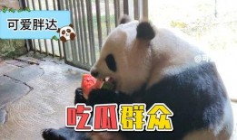 熊猫堂吃瓜,揭秘娱乐圈的甜蜜与苦涩