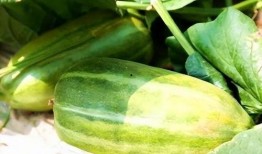 秋天得吃瓜,秋季美食之旅