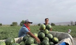 陇西最新吃瓜,揭秘背后真相与热议焦点