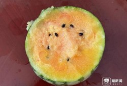 吃瓜里面种子是什么,探寻瓜类植物的繁殖奥秘