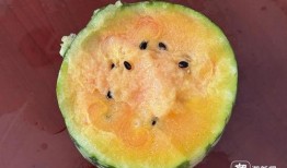 吃瓜里面种子是什么,探寻瓜类植物的繁殖奥秘