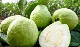 广西行健吃瓜,一场别开生面的吃瓜盛宴